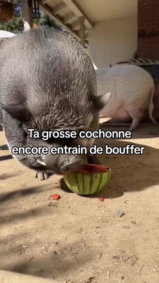TikTok video thumbnail by funny.animals.france