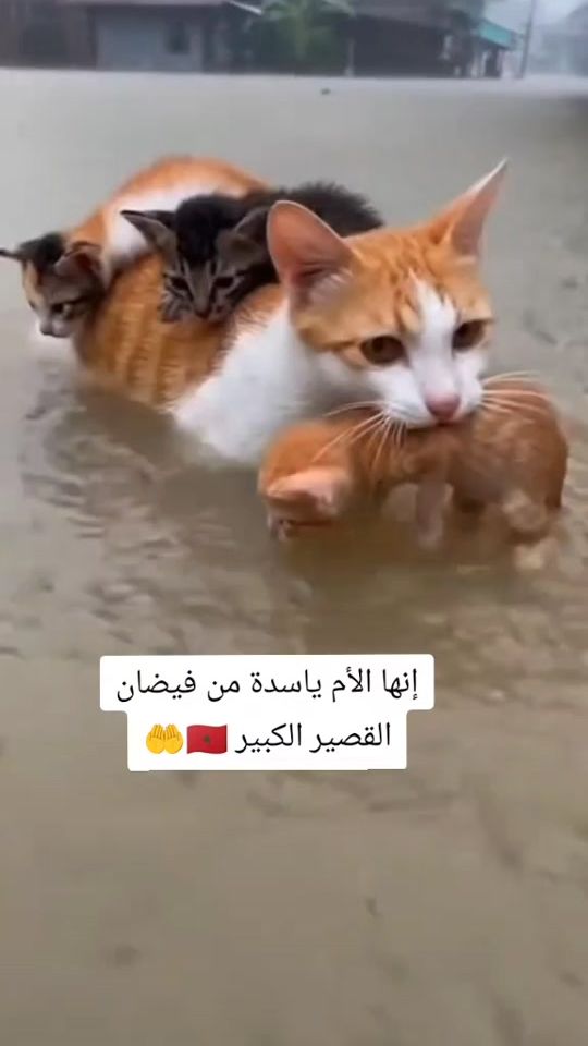 TikTok video thumbnail by fesmilano