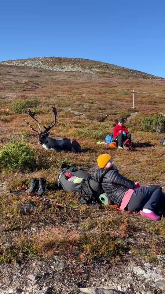 TikTok video thumbnail by discoverlapland