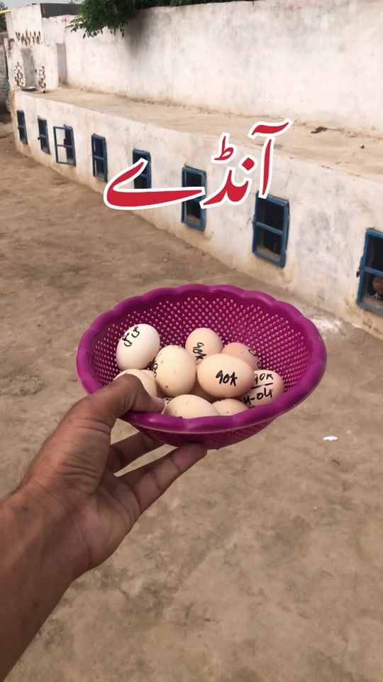 TikTok video thumbnail by poultrymarkaz1