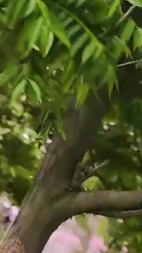 TikTok video thumbnail by rabeesa.khan1198