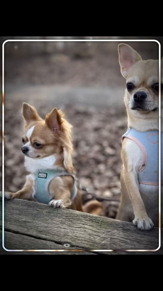TikTok video thumbnail by chihuahuarosahavanna
