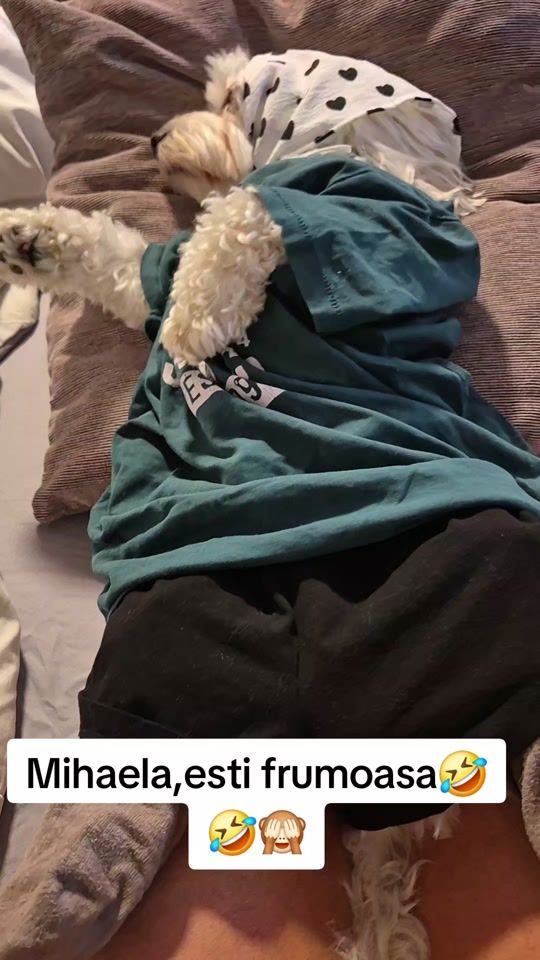 TikTok video thumbnail by toto.maltese