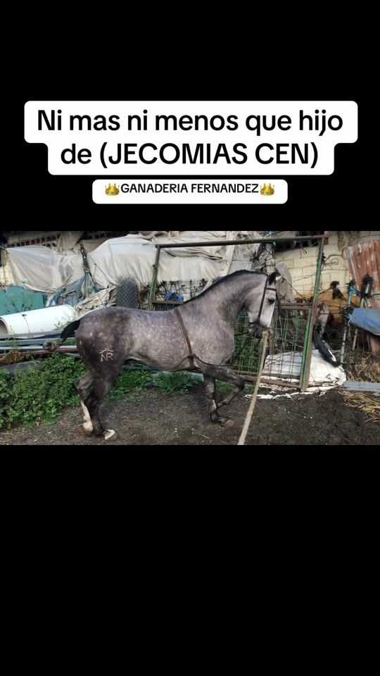 TikTok video thumbnail by ganaderia.fernand
