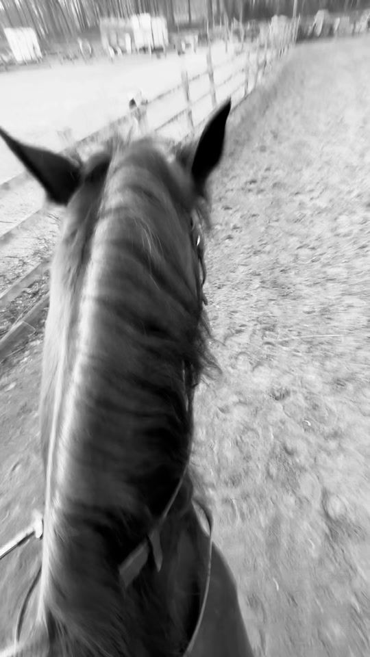 TikTok video thumbnail by lfr_equestrian02
