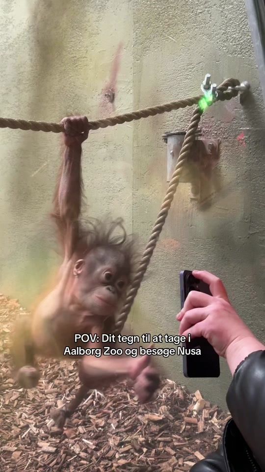 TikTok video thumbnail by aalborg_ligeher.nu