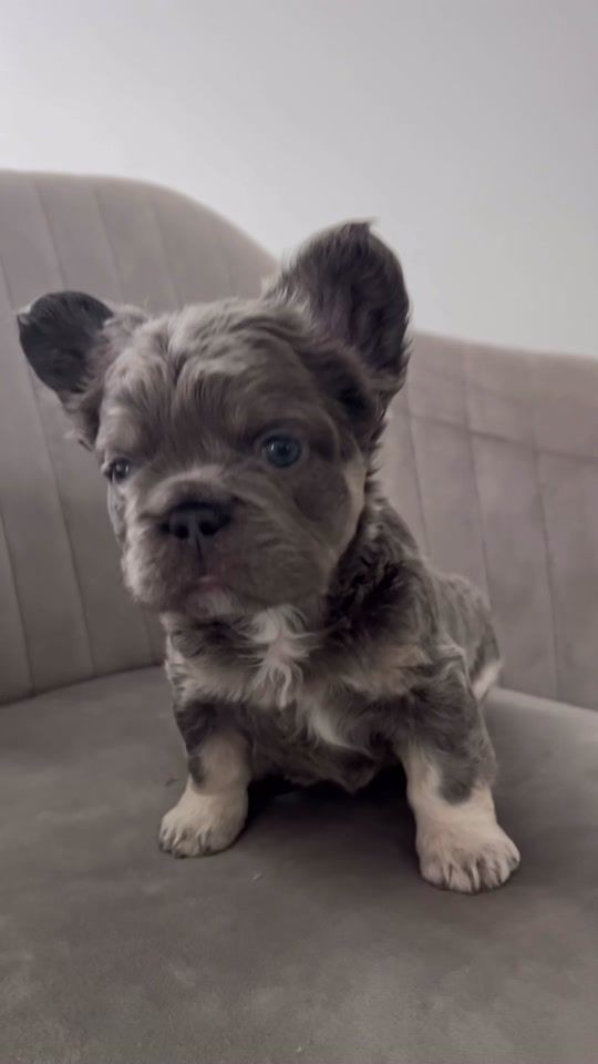 TikTok video thumbnail by softeekennels