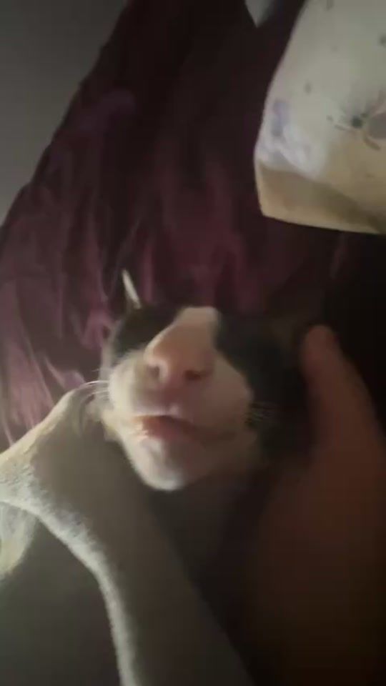 TikTok video thumbnail by cornishrex.feya