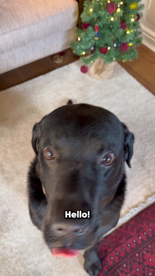 TikTok video thumbnail by thelabraseal