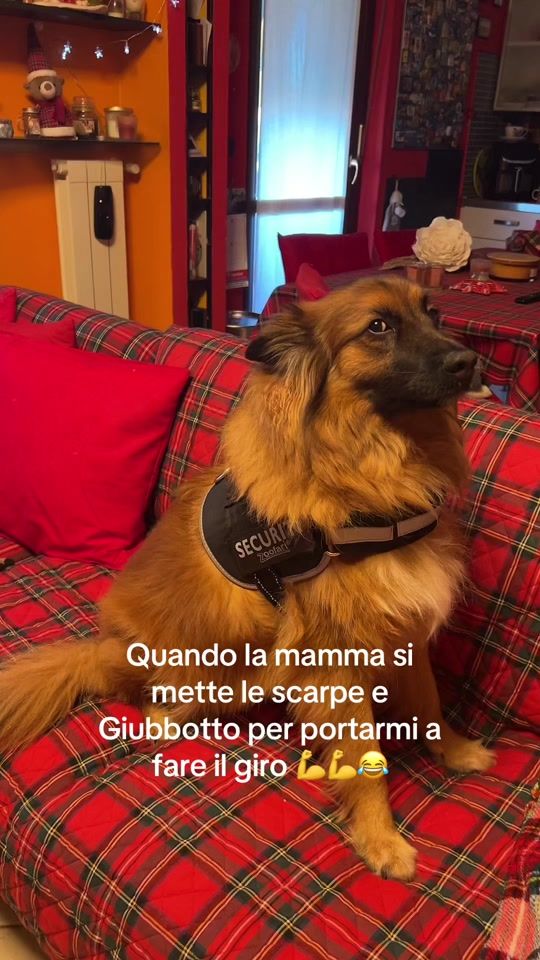 TikTok video thumbnail by paolamurtas6
