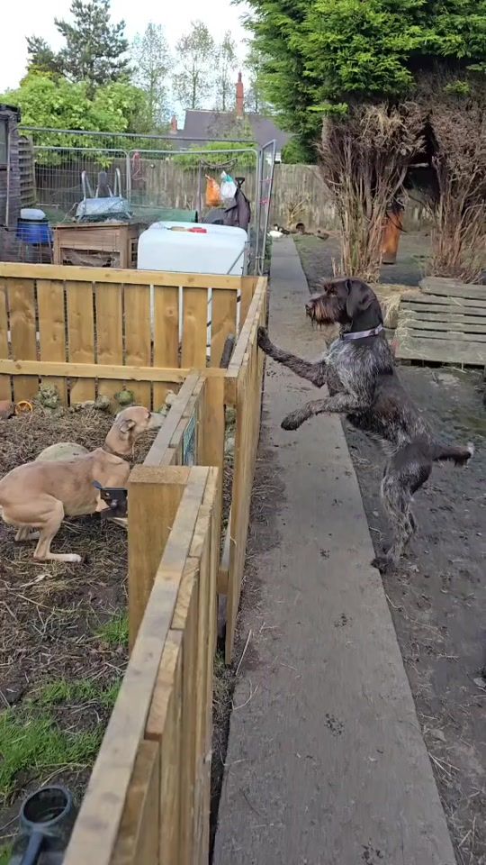 TikTok video thumbnail by myfarm1981