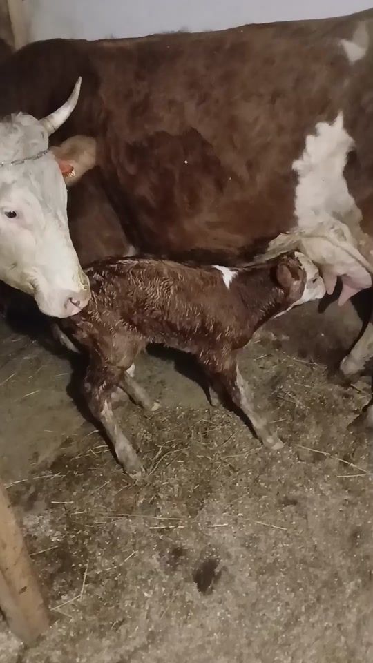 TikTok video thumbnail by emi.radoiu1990