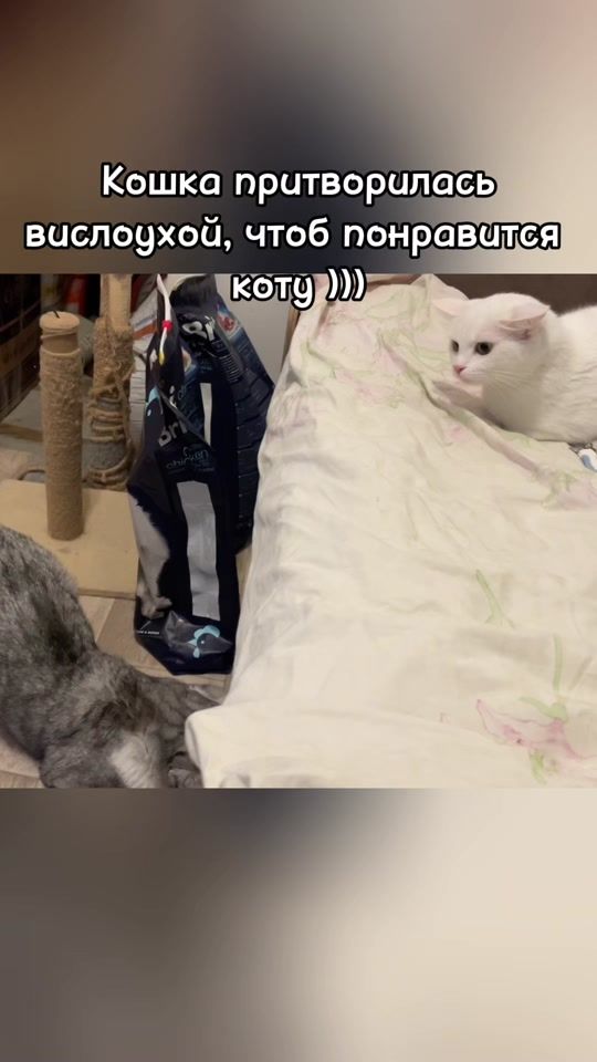 TikTok video thumbnail by margaret_kittens