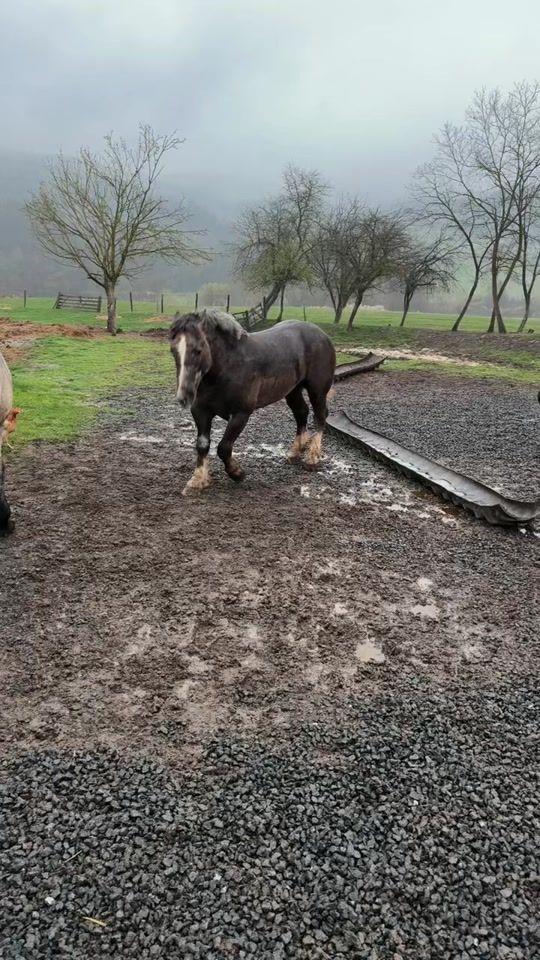 TikTok video thumbnail by _agro.farm_