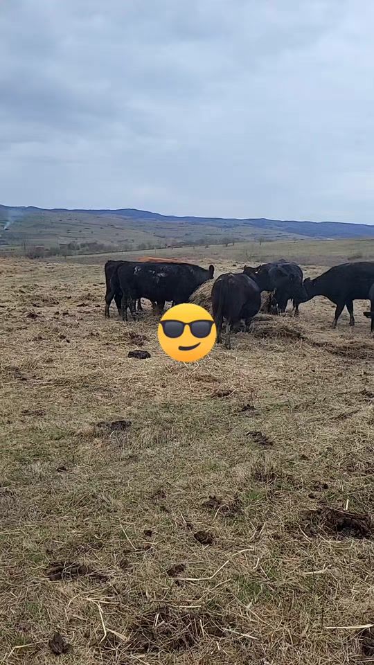 TikTok video thumbnail by moldovanovidiu98