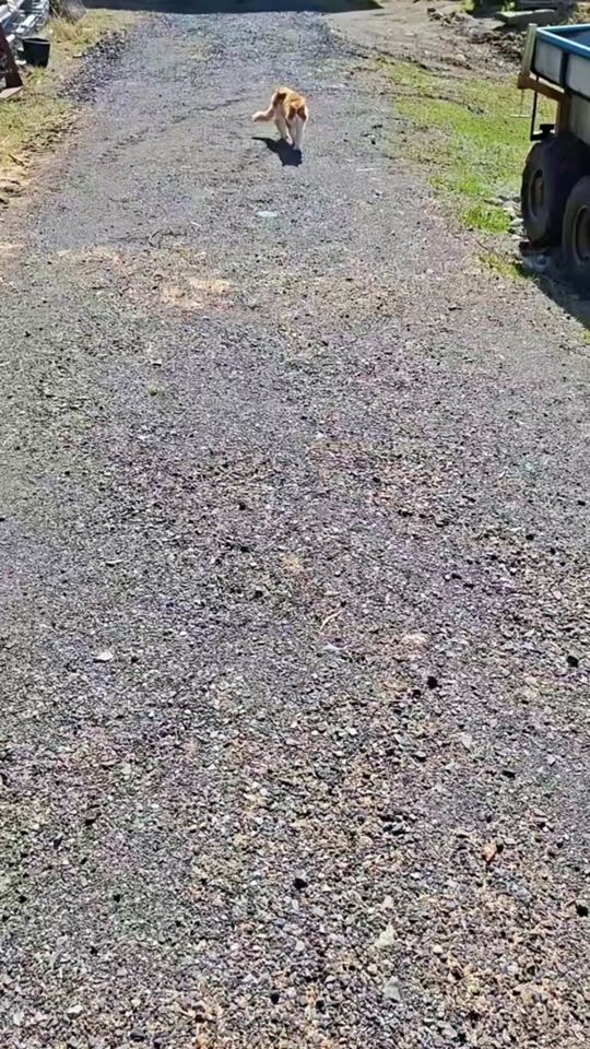 TikTok video thumbnail by monicakarma79