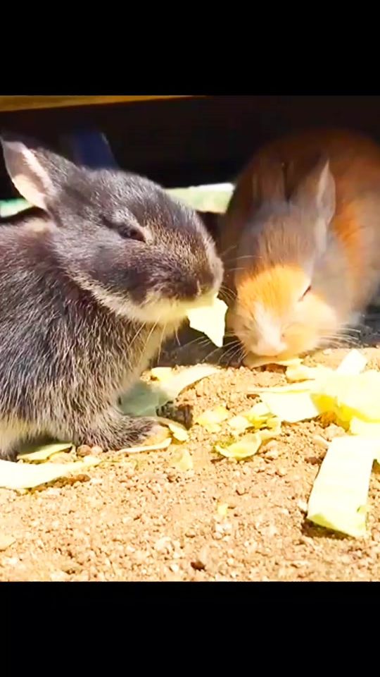 TikTok video thumbnail by wild_animals_2024