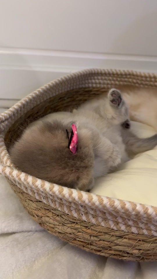 TikTok video thumbnail by kittyheaven7