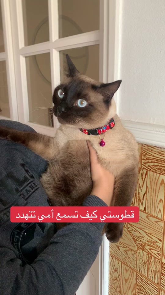 TikTok video thumbnail by animalsgood