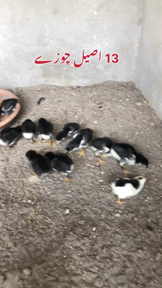 TikTok video thumbnail by poultrymarkaz1