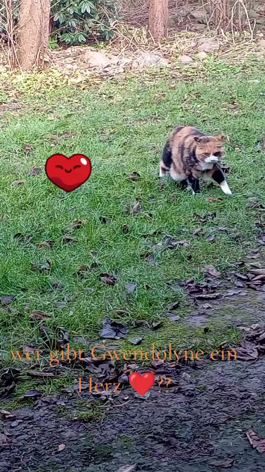 TikTok video thumbnail by petrasprenger2