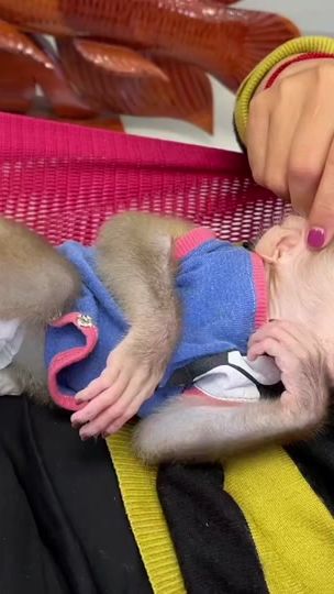 TikTok video thumbnail by mr.monkey.eng