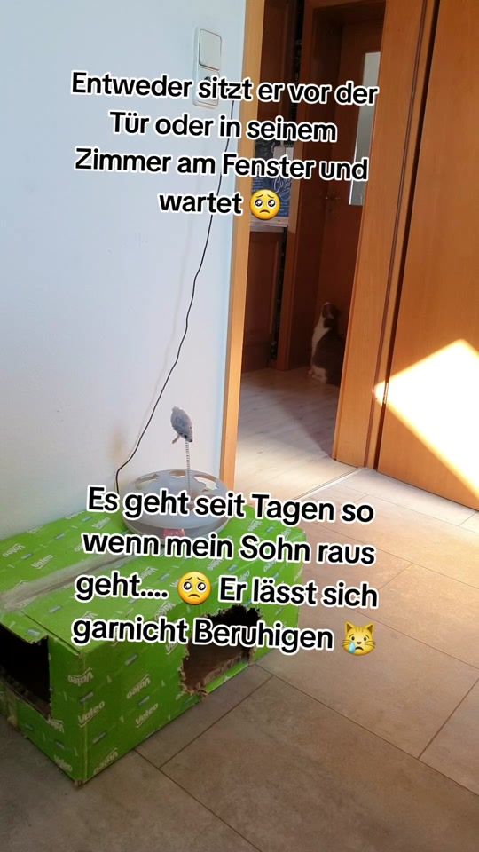 TikTok video thumbnail by findus_ryzis_simba_zorro