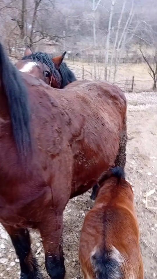 TikTok video thumbnail by razvan.115
