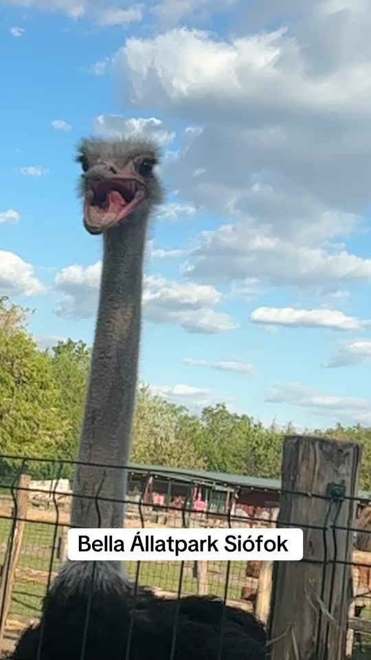 TikTok video thumbnail by toto.gabor