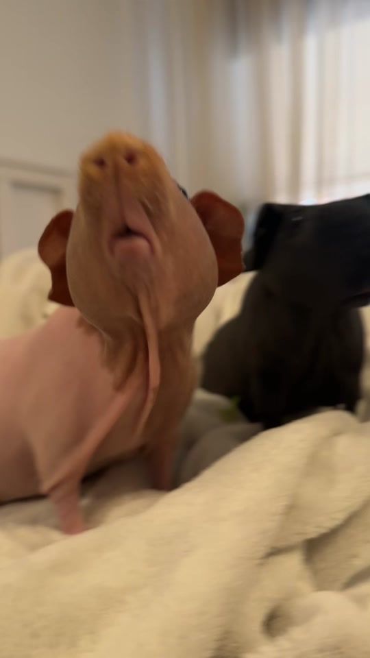 TikTok video thumbnail by xenaadora