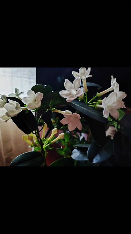 TikTok video thumbnail by saulesaulite