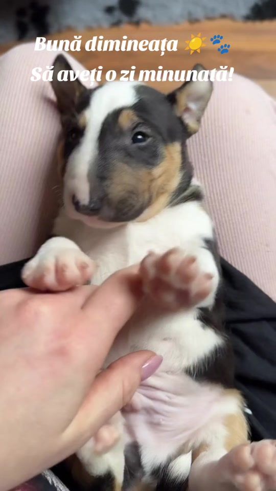 TikTok video thumbnail by gabrielli_100