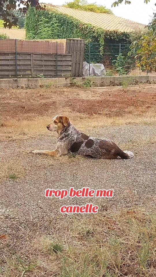 TikTok video thumbnail by canelletintin