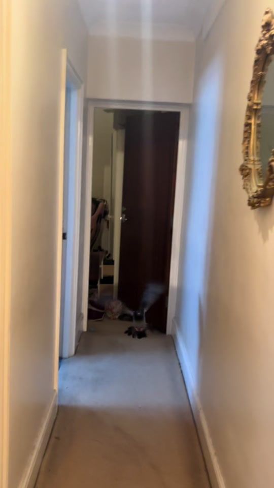 TikTok video thumbnail by nekobutts