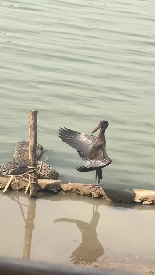 TikTok video thumbnail by siscotaco