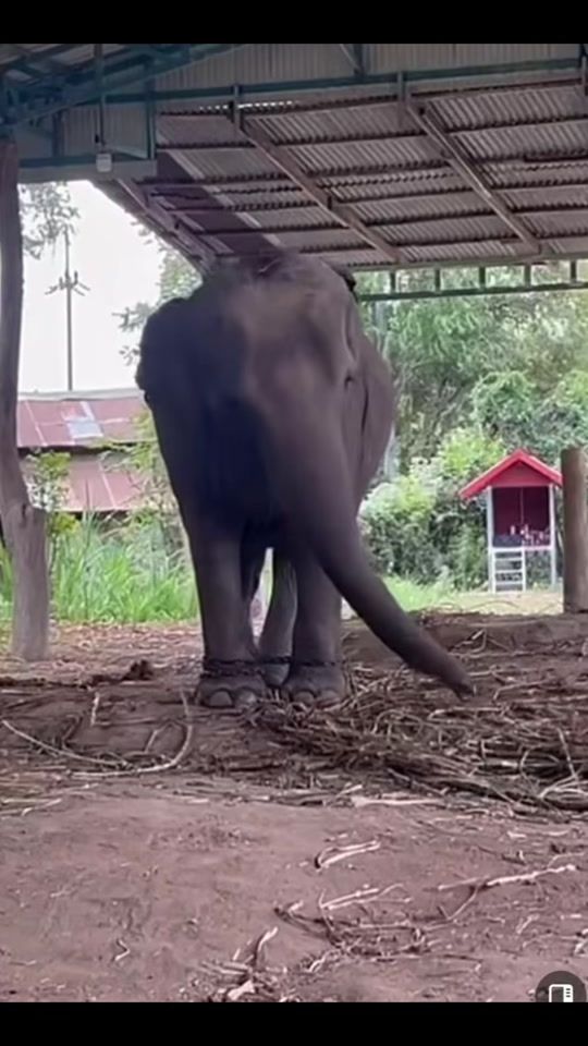 TikTok video thumbnail by m.the.bear