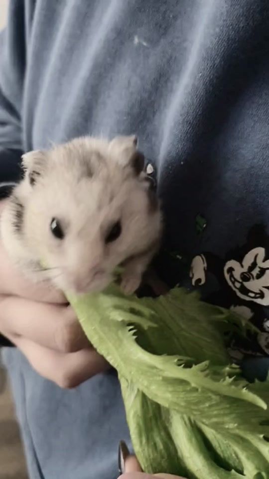 TikTok video thumbnail by liisbeth33
