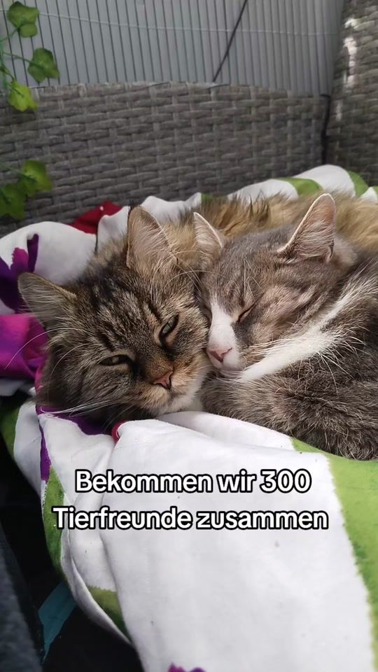 TikTok video thumbnail by schobsiangi_original