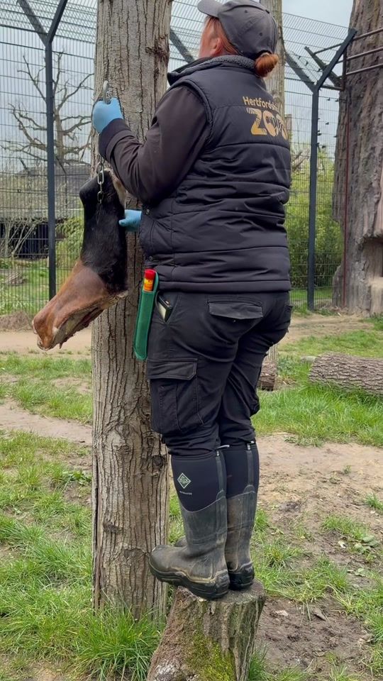TikTok video thumbnail by hertfordshirezoo