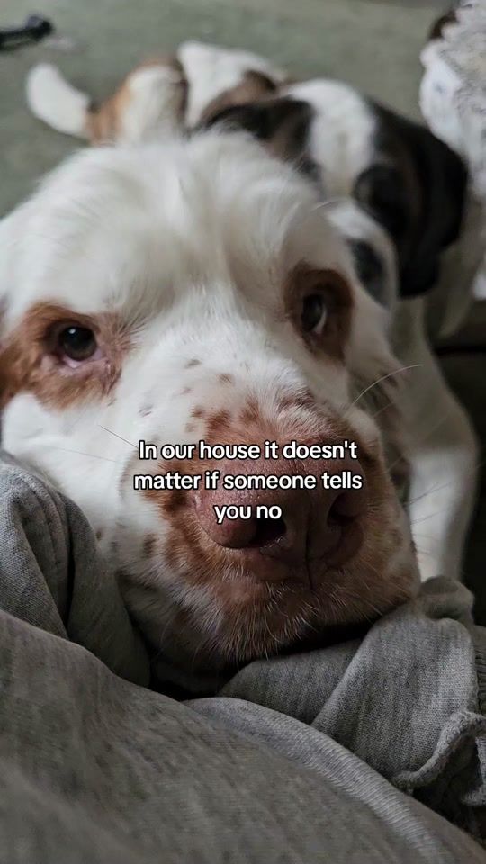 TikTok video thumbnail by house.of.slobber