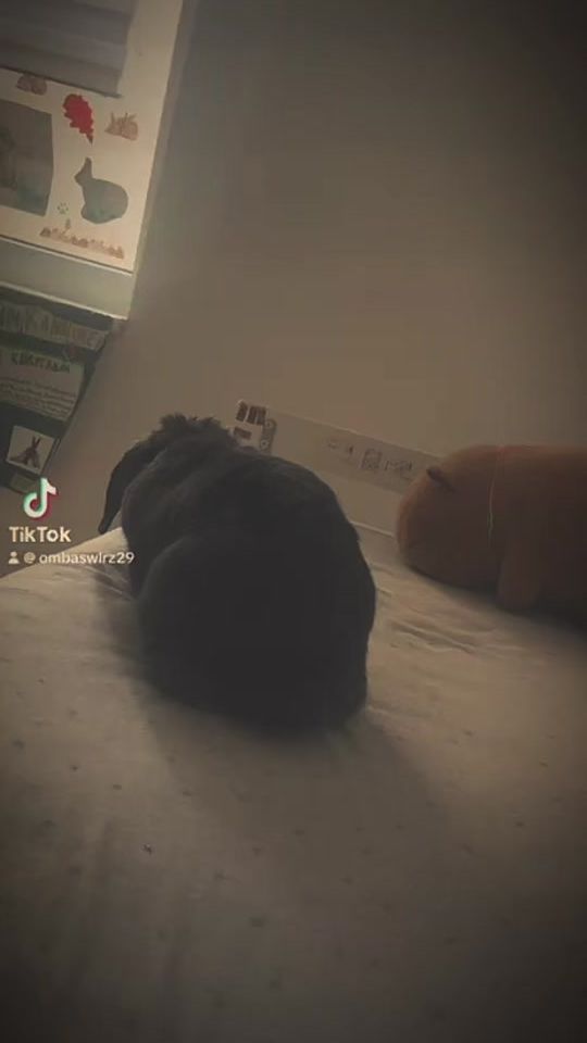TikTok video thumbnail by emmabunny05