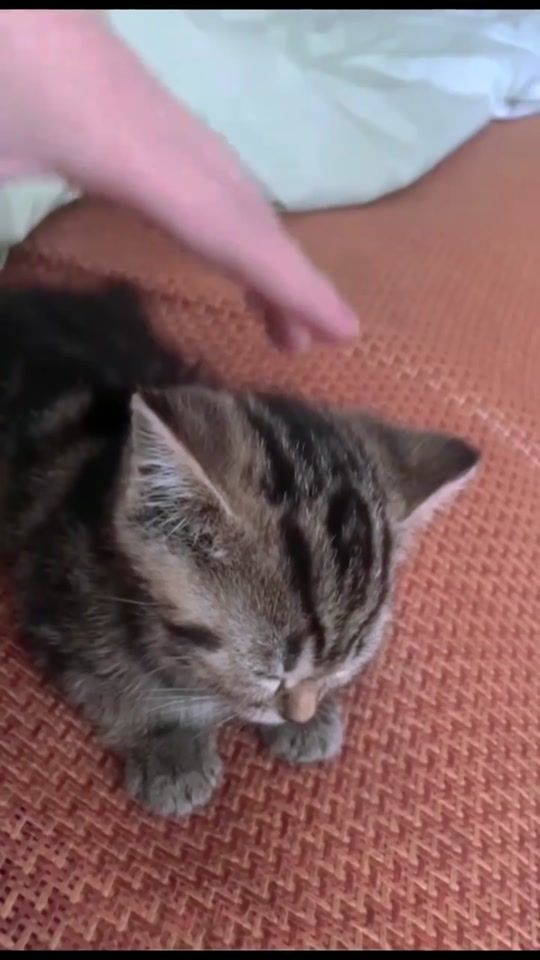 TikTok video thumbnail by 112nasse.r