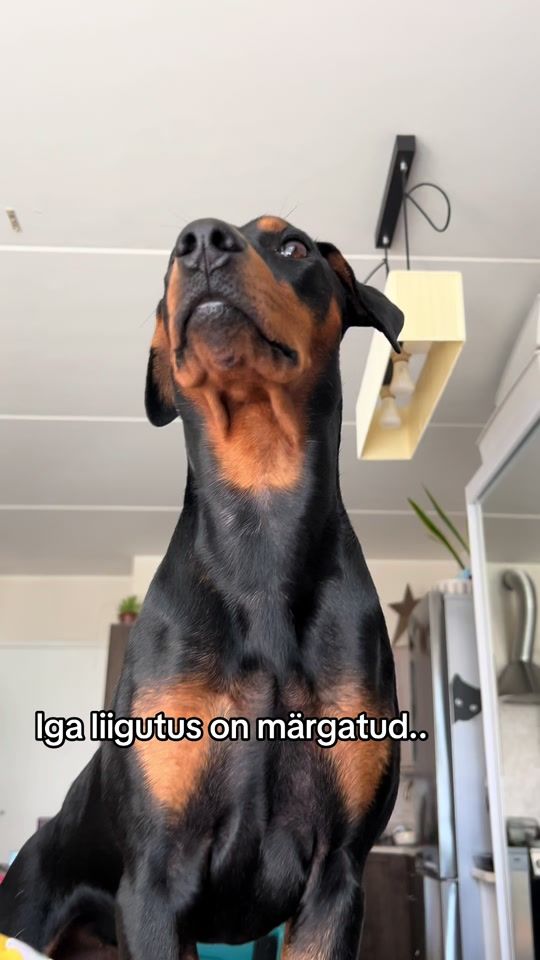 TikTok video thumbnail by harduux