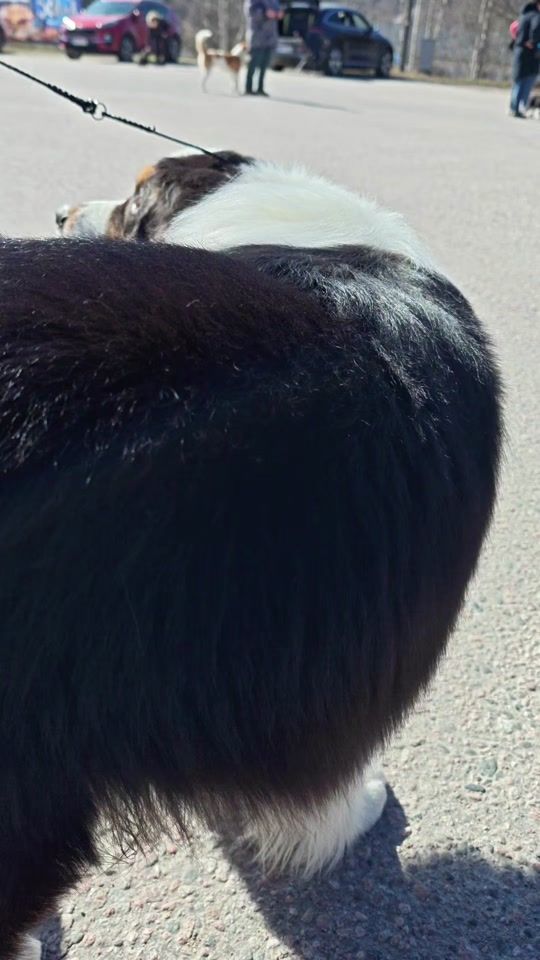 TikTok video thumbnail by aussie_photography