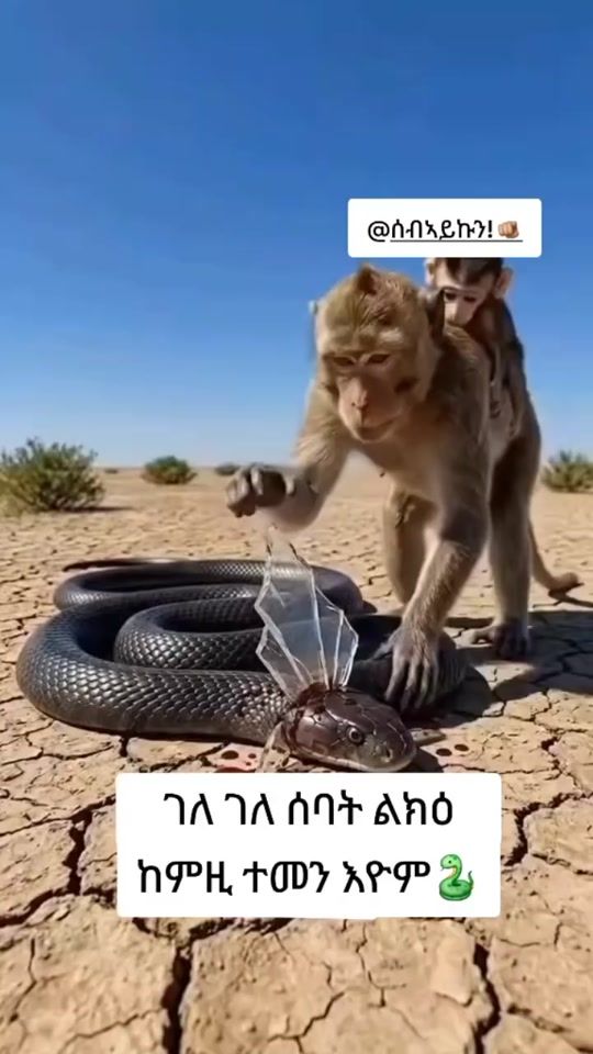 TikTok video thumbnail by hyabsalem
