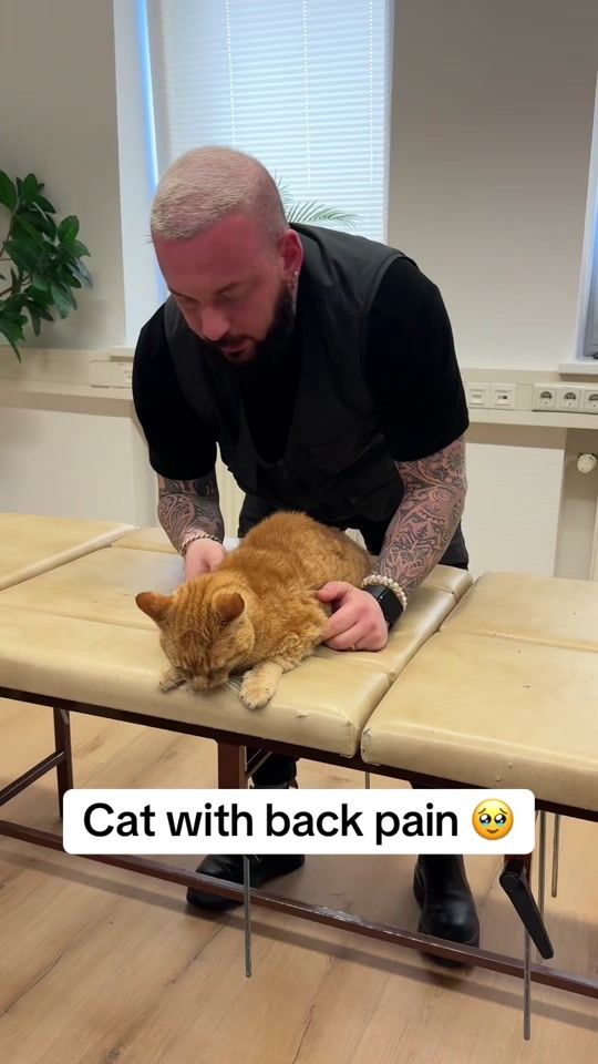 TikTok video thumbnail by boneshandsanimals