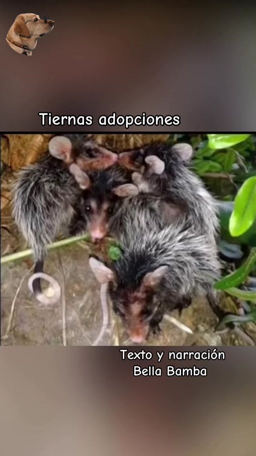 TikTok video thumbnail by bella_bamba