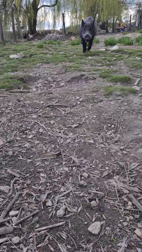 TikTok video thumbnail by __wildboar_