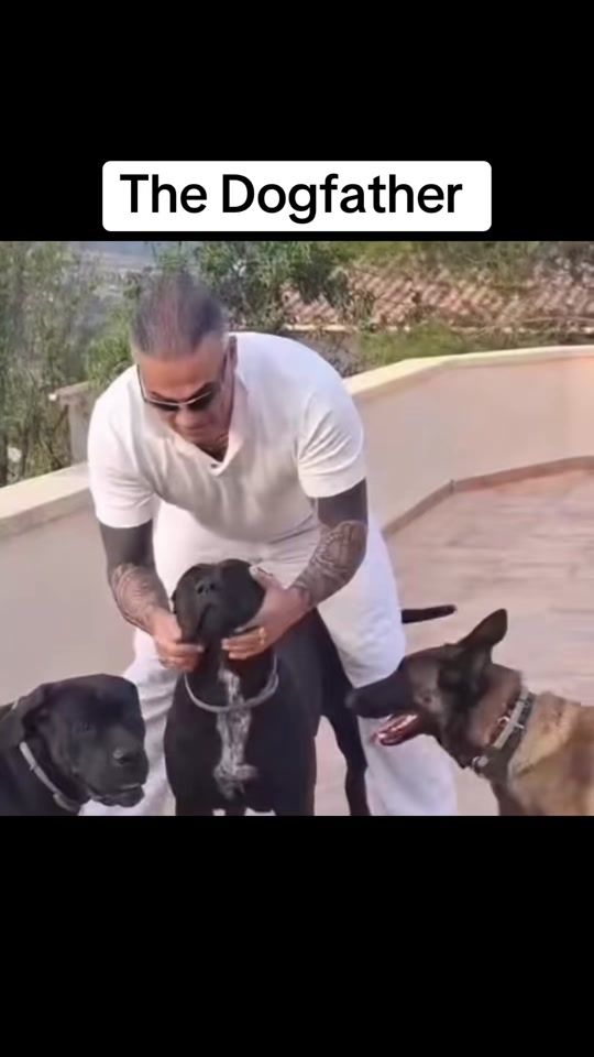 TikTok video thumbnail by omerta_kennel