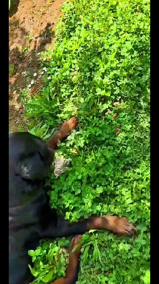 TikTok video thumbnail by rottweilerchop1